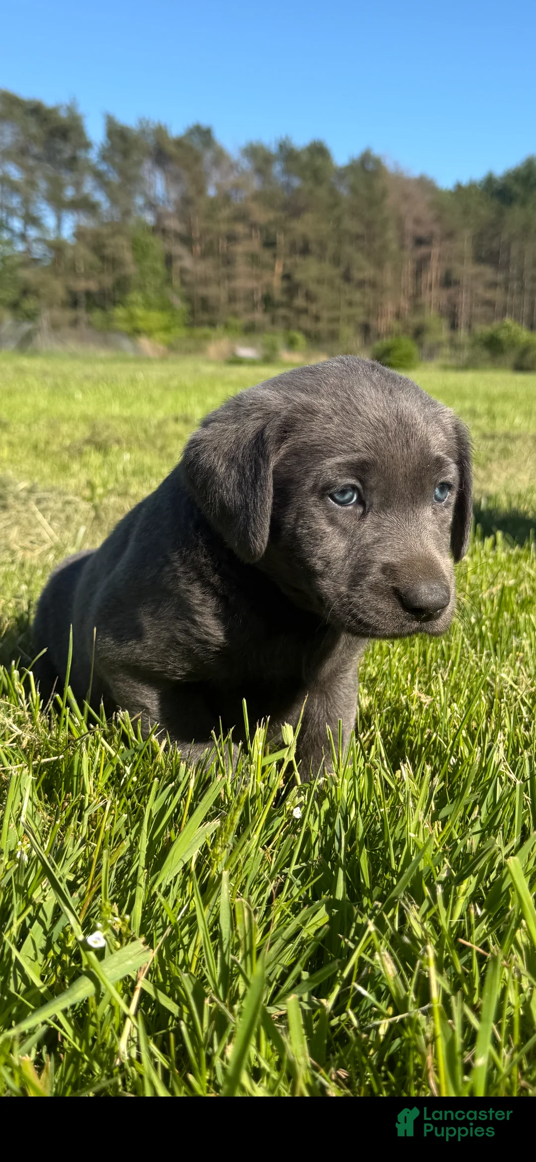 Labrador Retriever dogs for sale: Labrador Retriever Puppy 3 - Ad 2