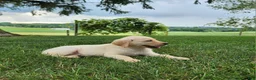 Labrador Retriever dogs for sale: Maggie  - Ad 2