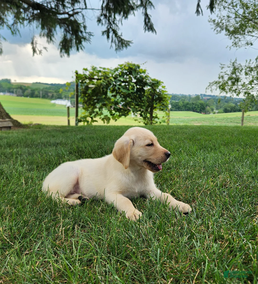 Labrador Retriever dogs for sale: Maggie  - Ad 2