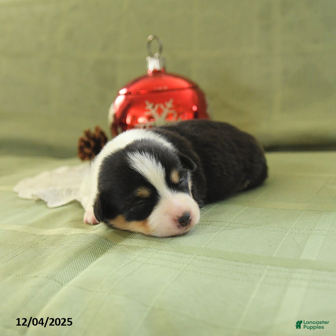 Welsh Corgi Pembroke dogs for sale: Prince    - Ad 3