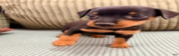 Miniature Pinscher dogs for sale: Loki - Ad 3