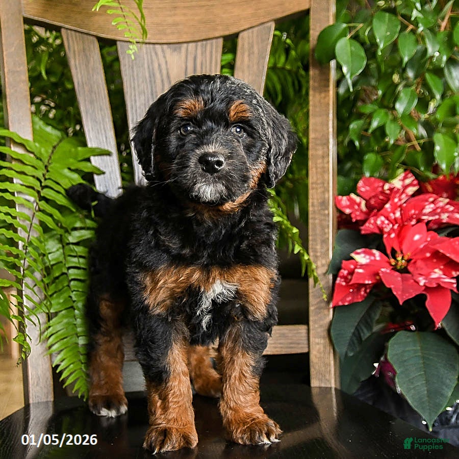 Mini Bernedoodle dogs Tucker - Ad 22