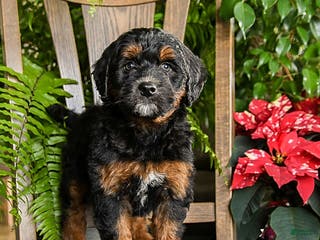 Mini Bernedoodle dogs Tucker - Ad 16