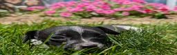 Jack Russell Terrier dogs for sale: Queen - Ad 7