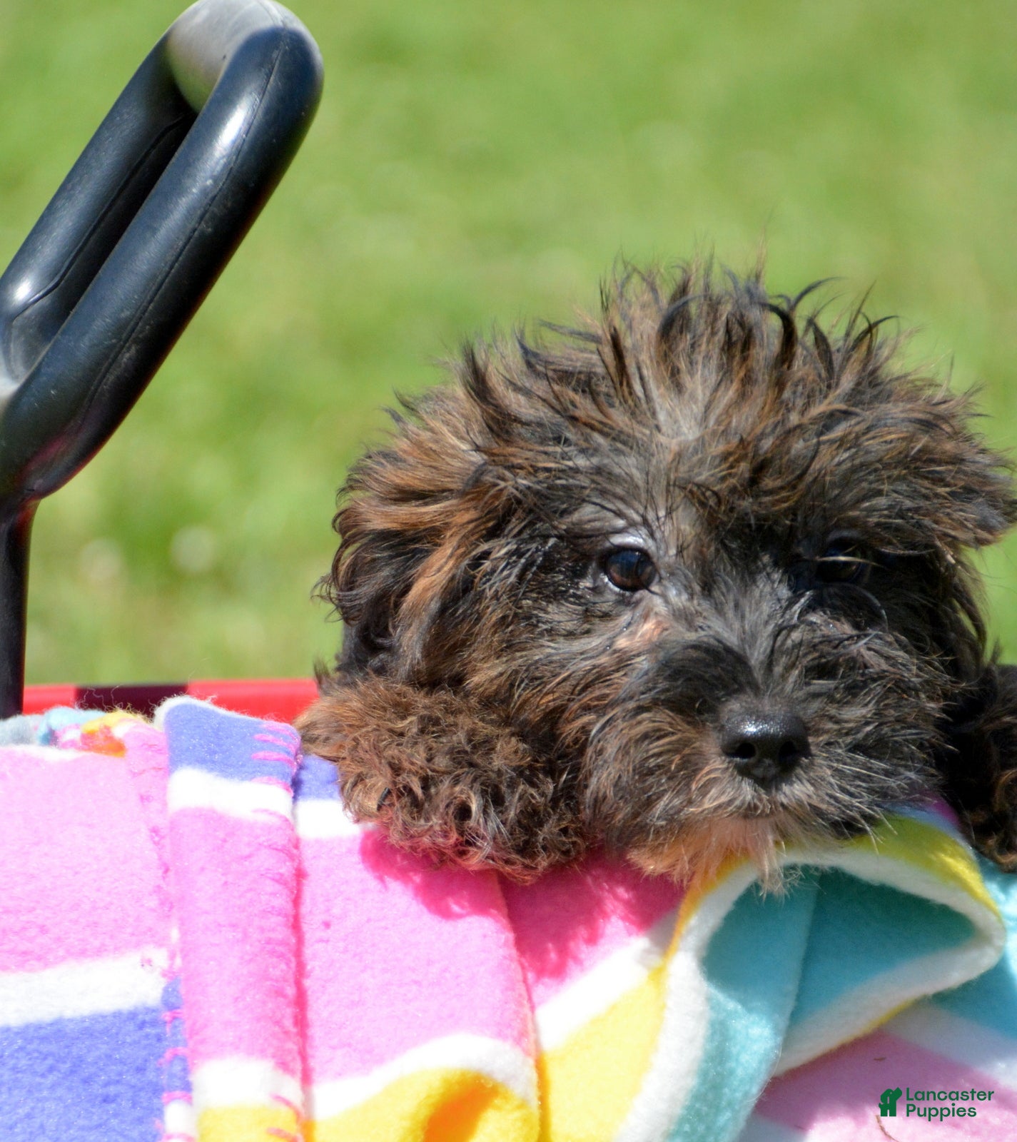Yorkiepoo dogs Yorkiepoo Percy - Ad 21