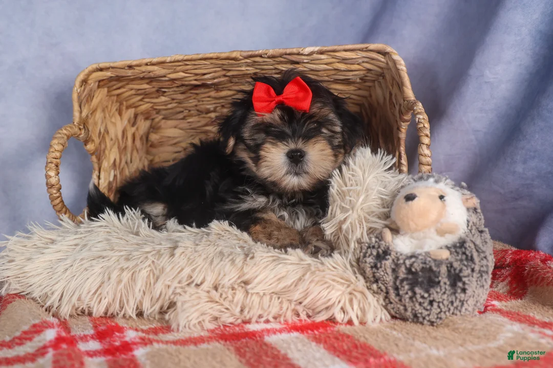 Morkie dogs for sale: Nash - Ad 13