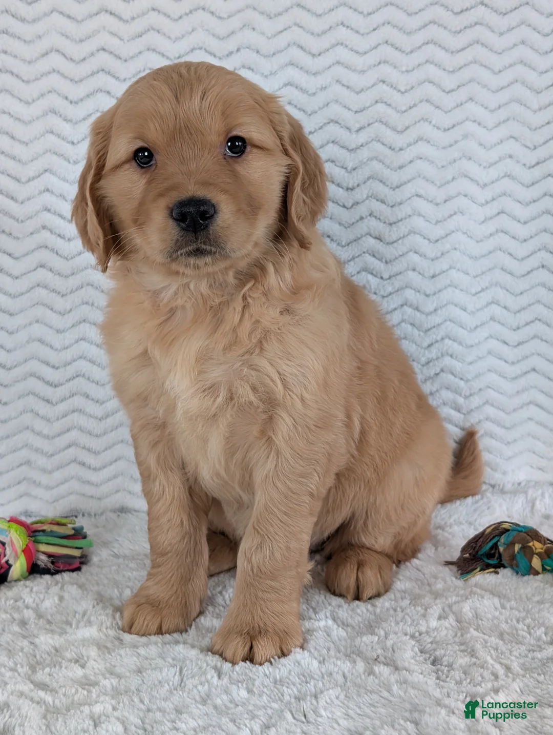 Golden Retriever dogs for sale: Miss Daisy  - Ad 13