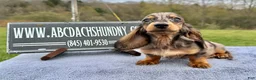 Miniature Dachshund dogs for sale: AKC Russian- Pra clear sale - Ad 7