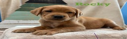 Labrador Retriever dogs for sale: Rocky - Ad 1