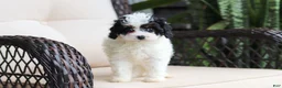 Cavapoo dogs for sale: Joy - Ad 5