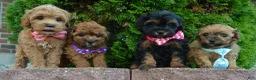 Shihpoo dogs for sale: TINY SAM - Ad 19