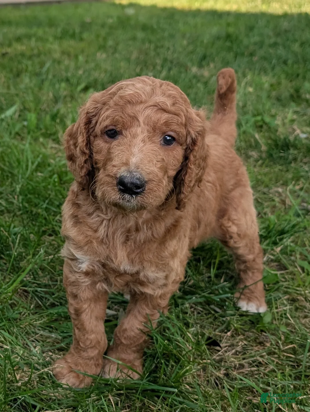 Goldendoodle dogs for sale: Rusty  - Ad 1