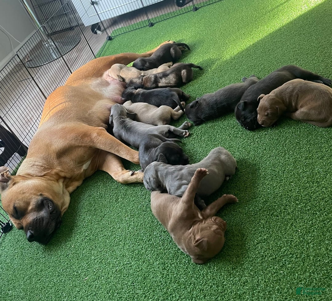 Gallery Image {{count}}