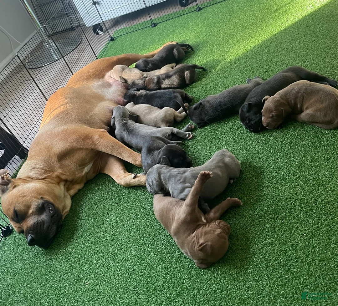 Gallery Image {{count}}