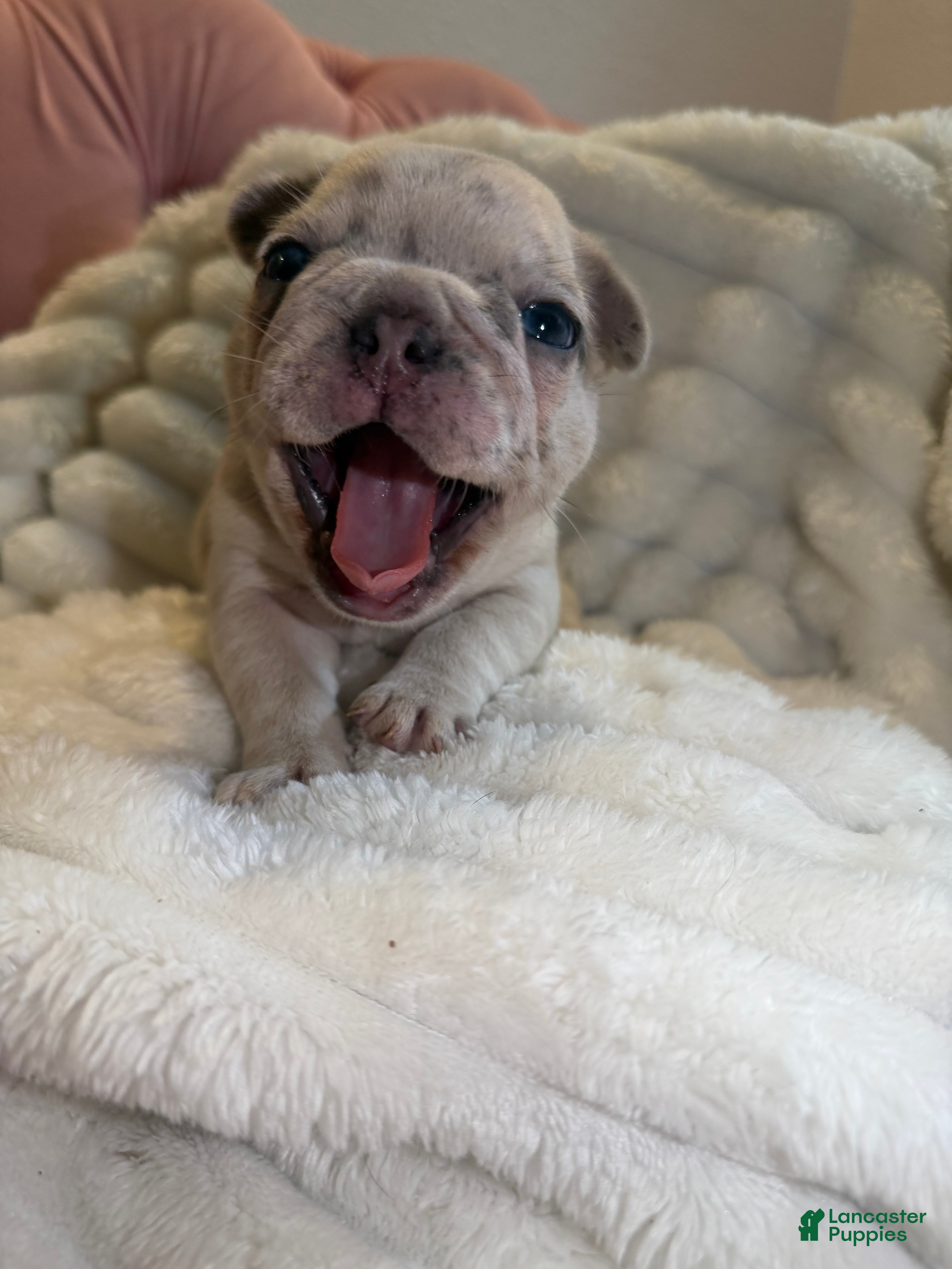 French Bulldog dogs French Bulldog Puppy 3 - Ad 1