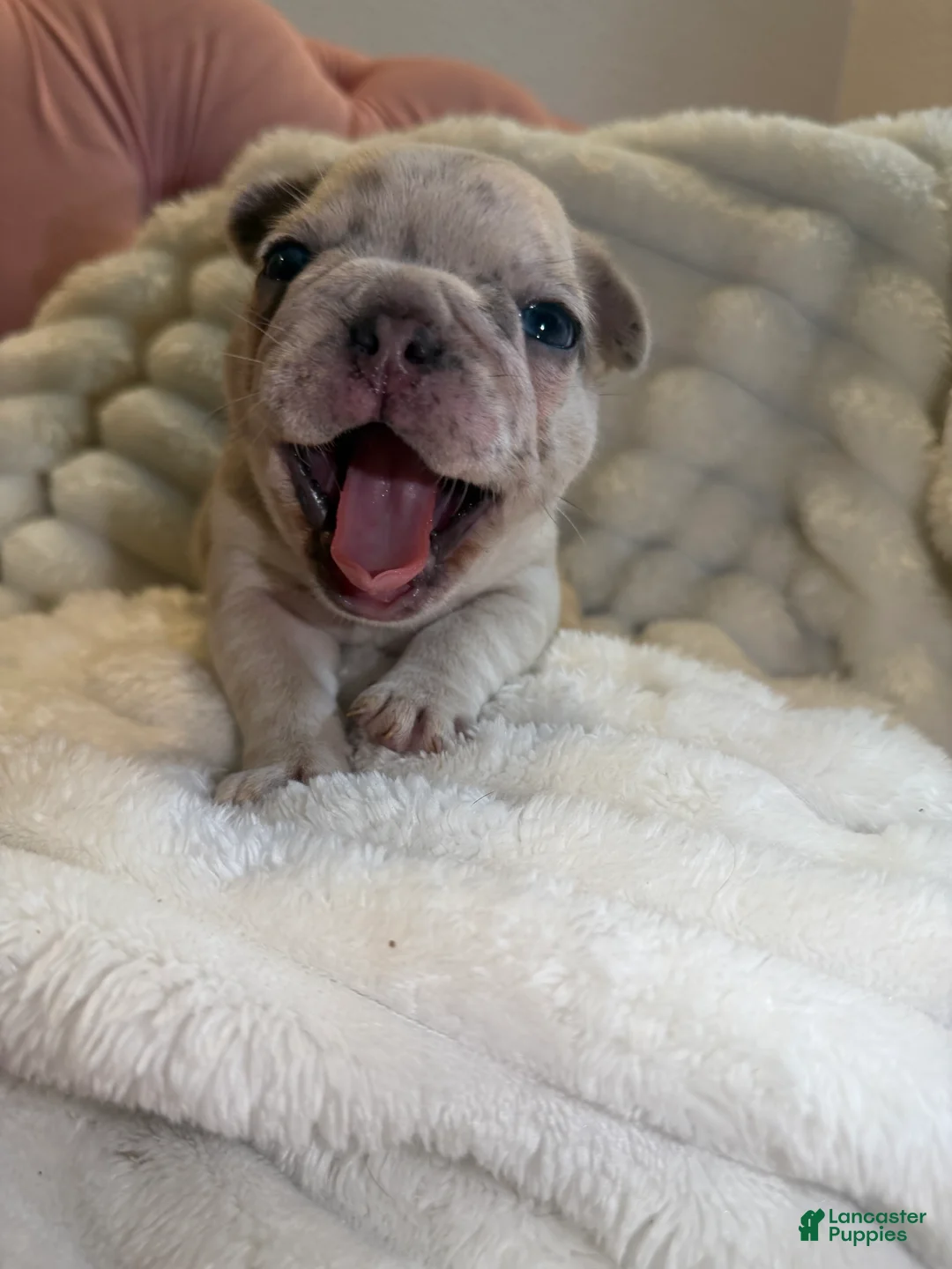 French Bulldog dogs for sale: French Bulldog Puppy 3 - Ad 1