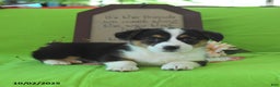 Welsh Corgi Pembroke dogs for sale: Nellie - Ad 22