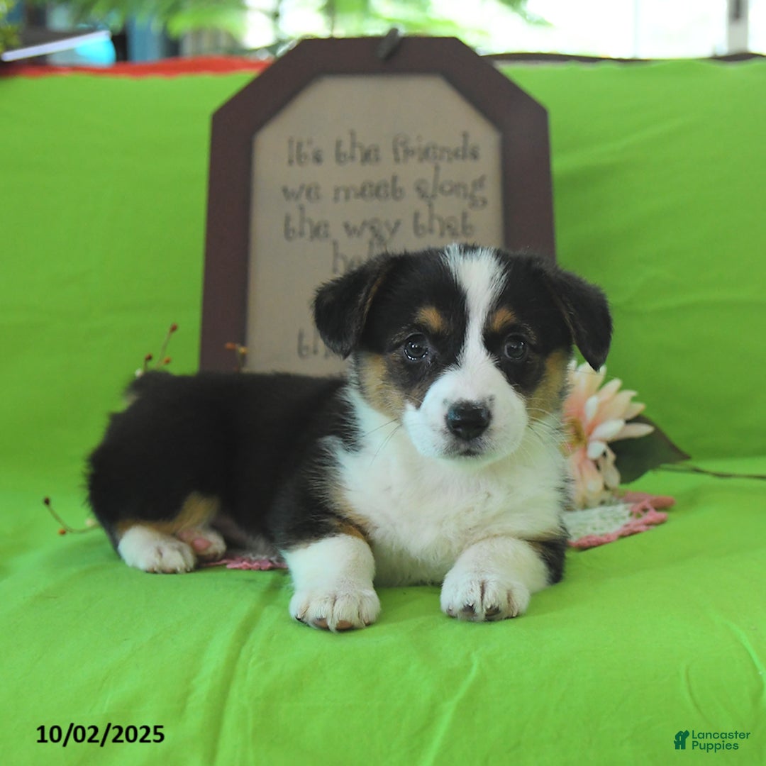 Welsh Corgi Pembroke dogs for sale: Nellie - Ad 22