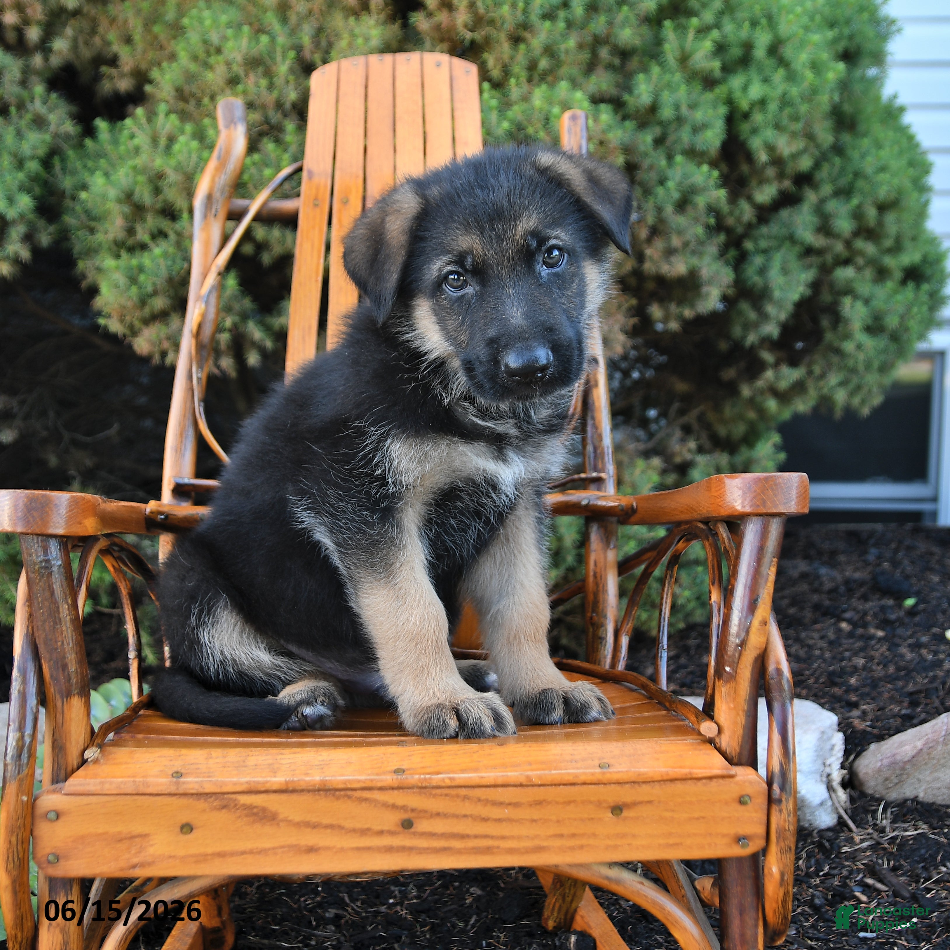German Shepherd dogs Dash - Ad 1