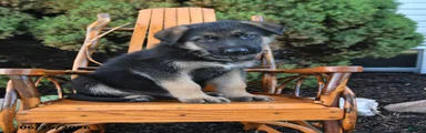 Dash