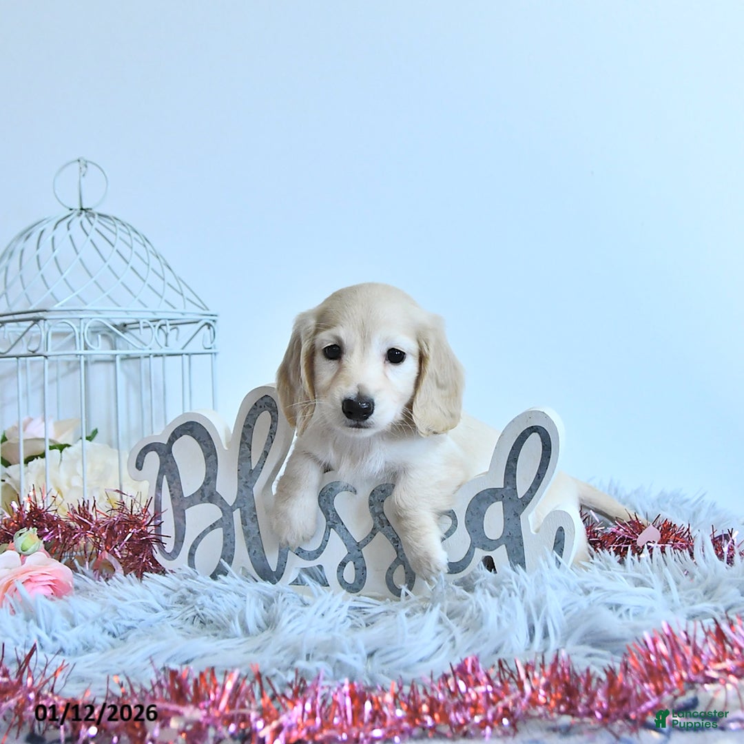 Miniature Dachshund dogs for sale: Charlotte - Ad 3