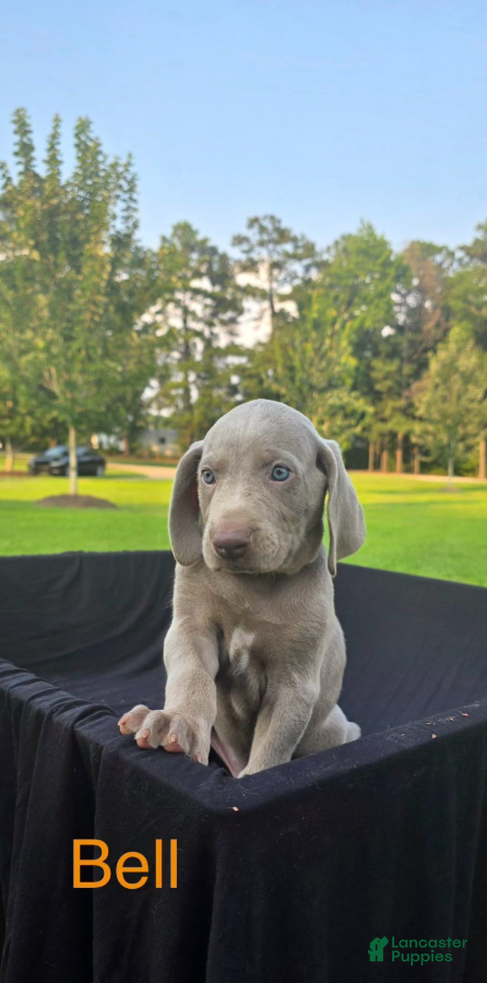 Weimaraner dogs Bell - Ad 1