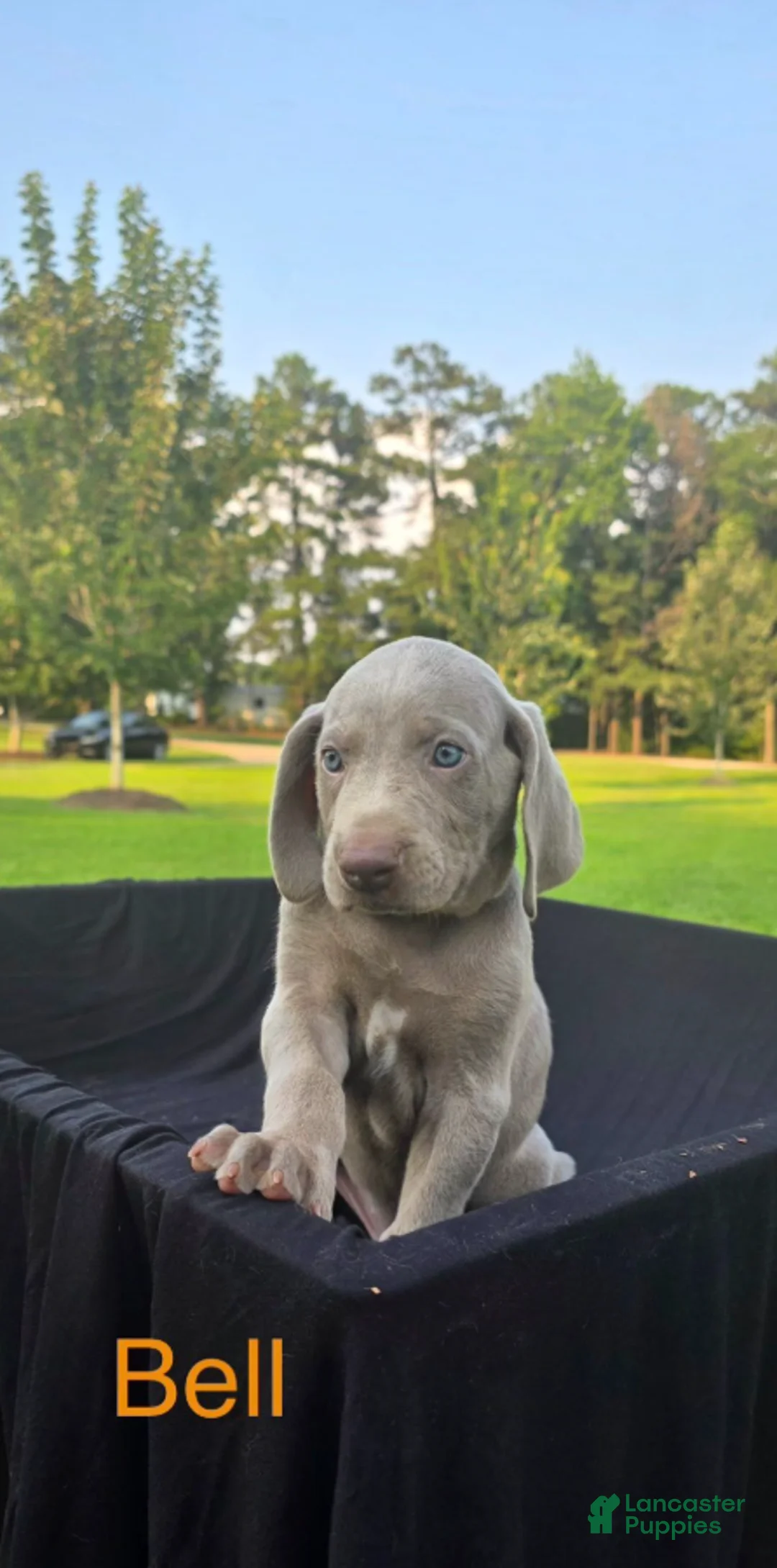 Weimaraner dogs for sale: Bell - Ad 1