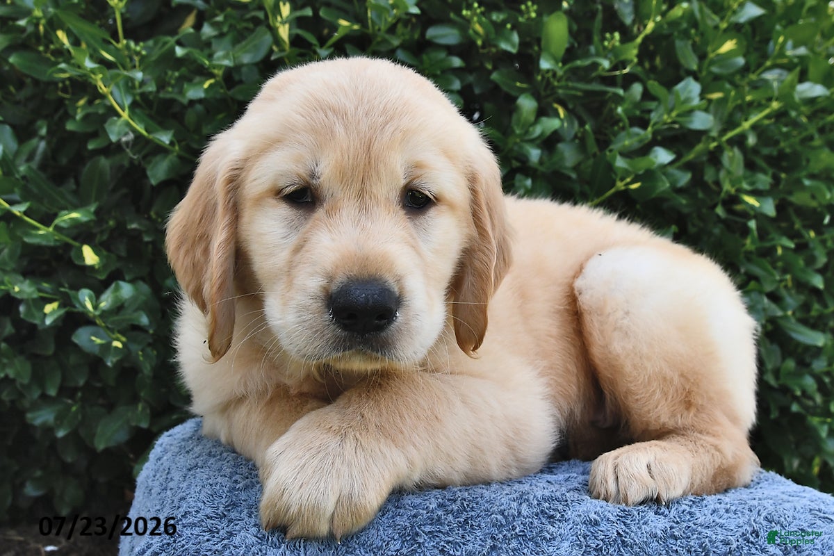 Golden Retriever dogs Alfie - Ad 2