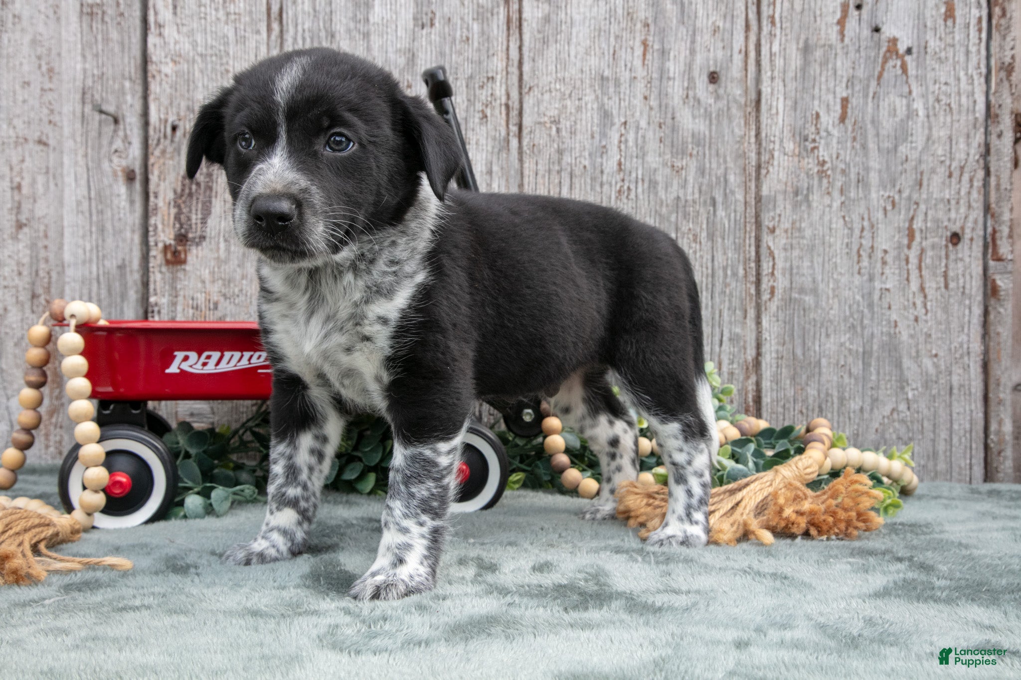 Mixed Breed dogs Stewie - Ad 2