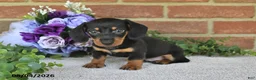 Miniature Dachshund dogs for sale: Parker - Ad 5