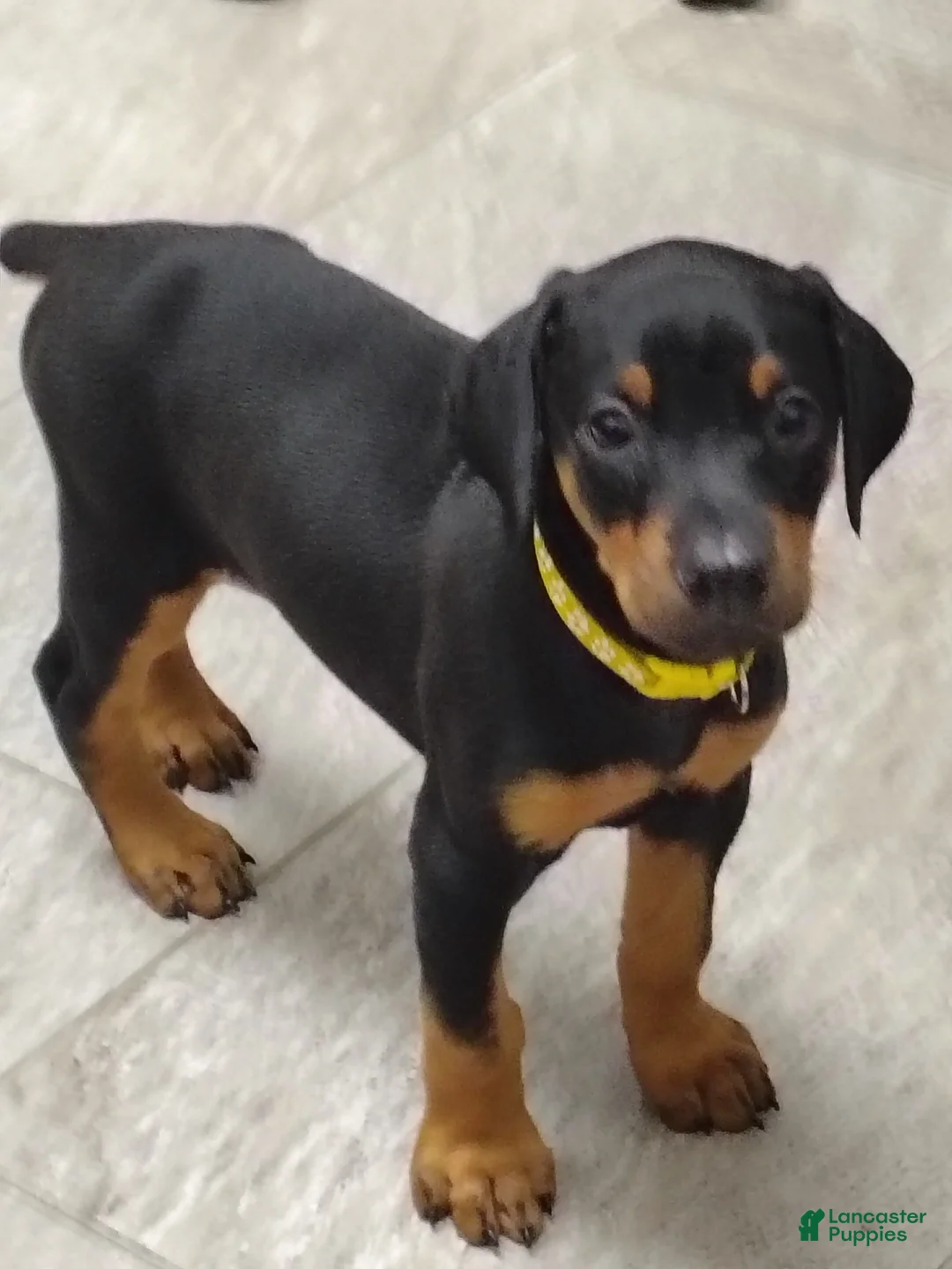 Doberman Pinscher dogs for sale: Doberman Pinscher / Yellow - Ad 1