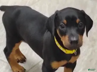 Doberman Pinscher dogs Doberman Pinscher / Yellow - Ad 35