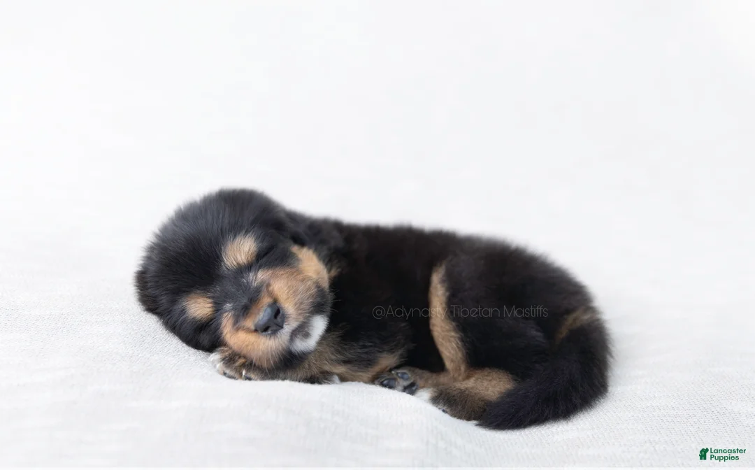 Tibetan Mastiff dogs for sale: Tibetan Mastiff Puppy | Yellow Girl - Ad 10