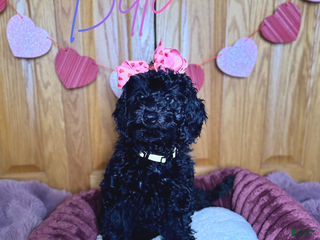 Mini Goldendoodle dogs Mini Goldendoodle Puppy 2 - Ad 13