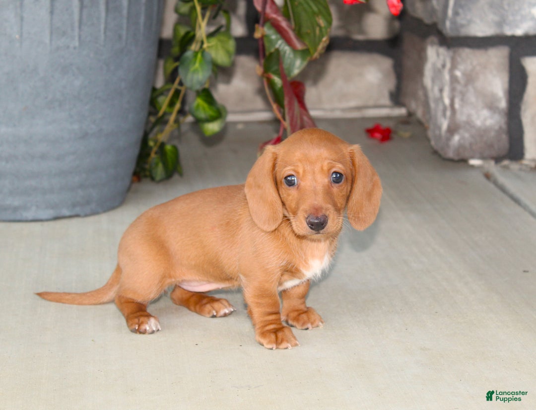 Dachshund dogs for sale: Sasha - Genetic Tested Parents - Ad 4