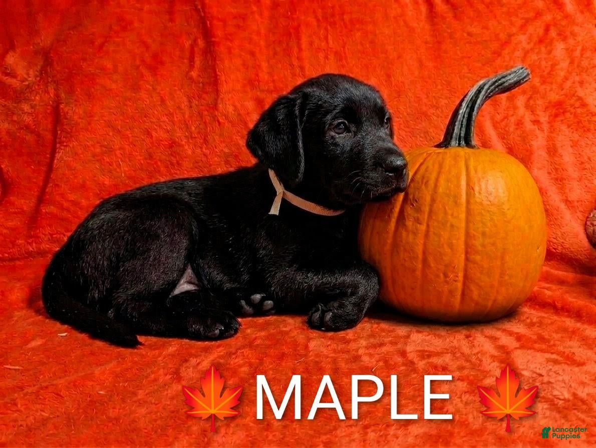 Labrador Retriever dogs for sale: MAPLE 🍁 - Ad 1