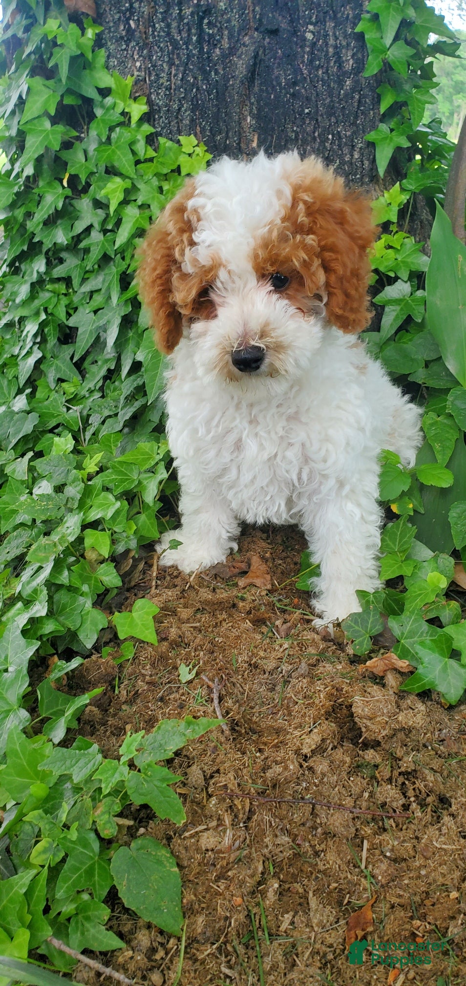 Toy Poodle dogs Riley - Ad 1