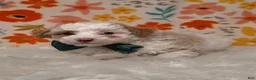 Sheepadoodle dogs for sale: Bella  - Ad 5
