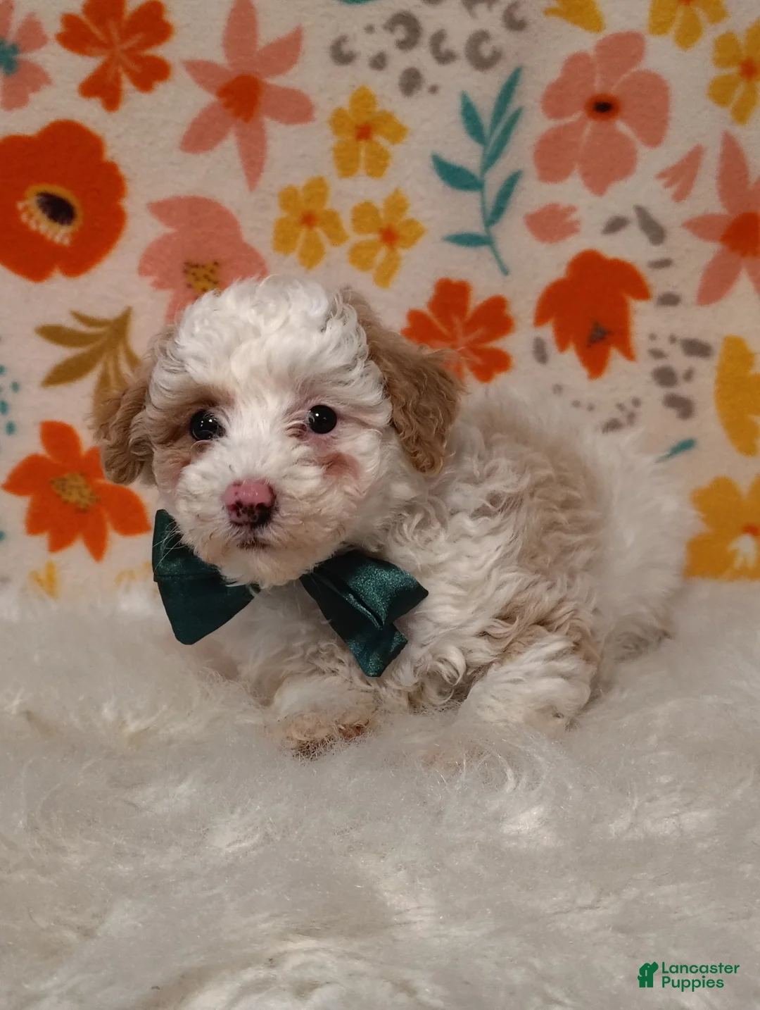 Sheepadoodle dogs for sale: Bella  - Ad 5