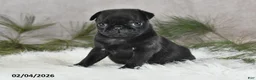 Pug dogs for sale: Diesel - Ad 5