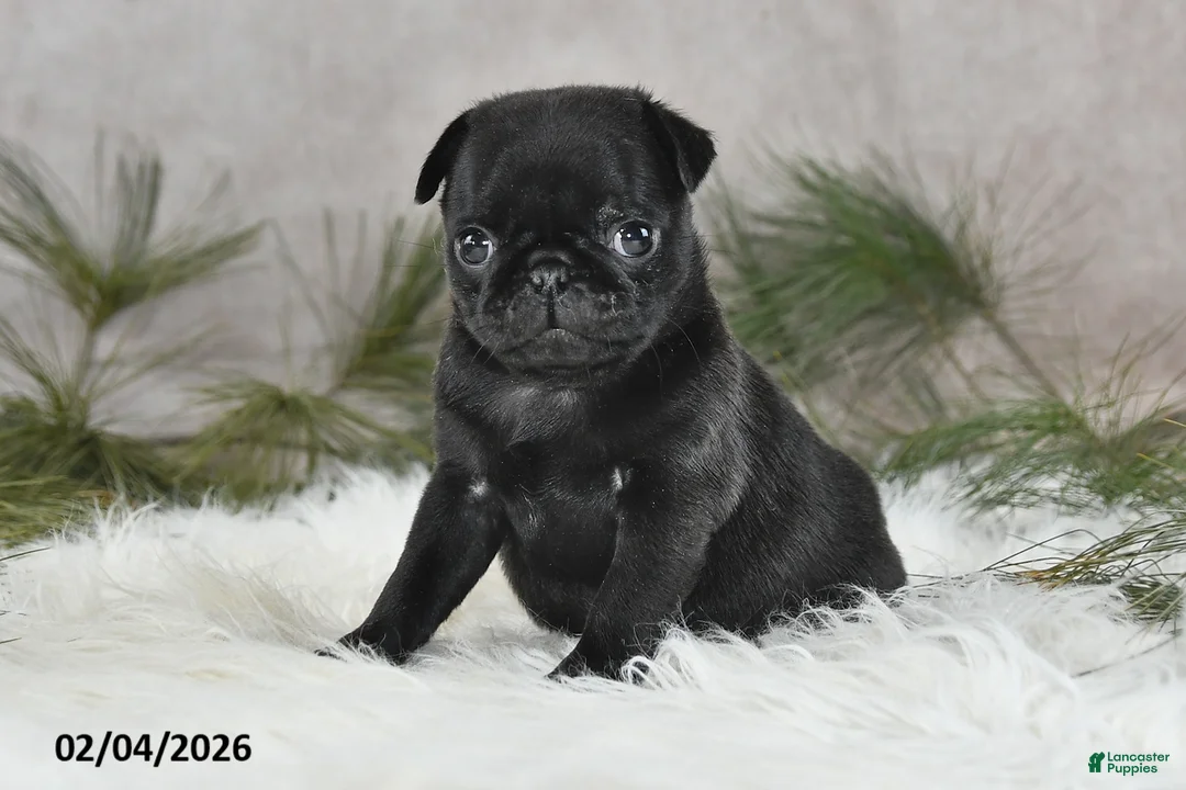 Pug dogs for sale: Diesel - Ad 5