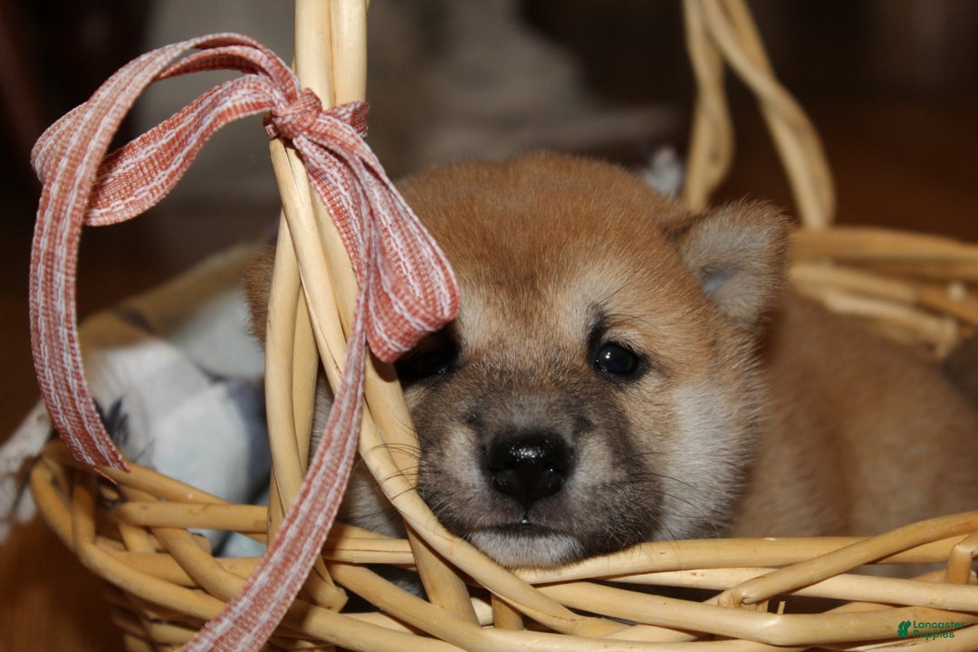 Shiba Inu dogs for sale: Toffee - Ad 4