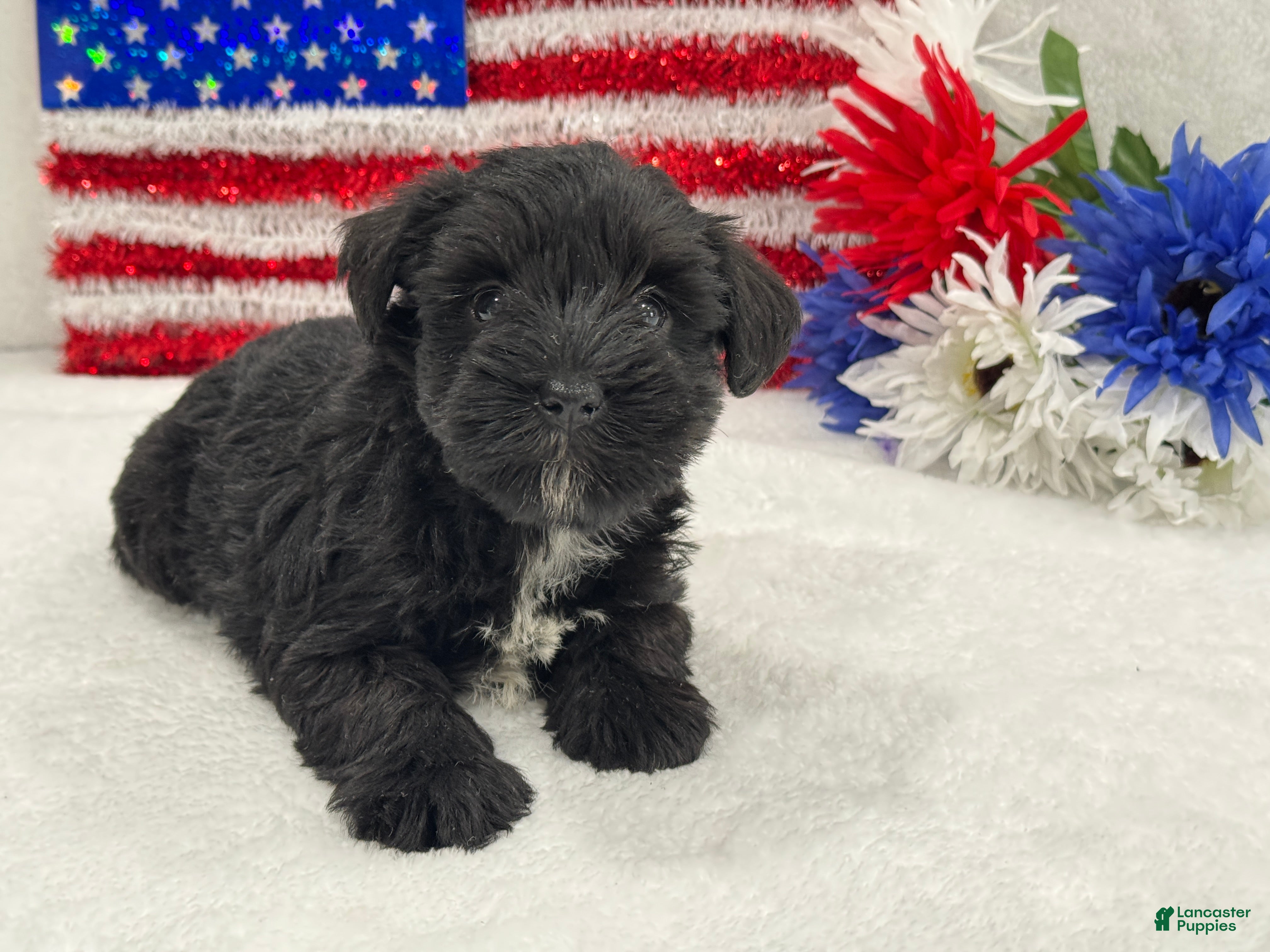 Miniature Schnauzer dogs Piper Female 2 - Ad 31