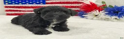 Miniature Schnauzer dogs for sale: Piper Female 2 - Ad 1