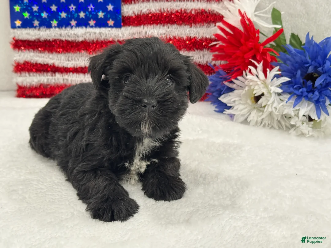 Miniature Schnauzer dogs for sale: Piper Female 2 - Ad 1