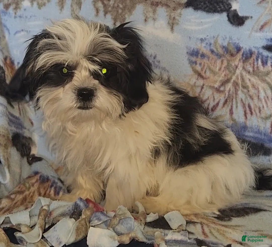 Mixed Breed dogs for sale: Oreo - Ad 2