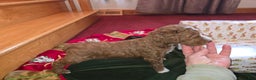 Standard Poodle dogs for sale: Hunter - Ad 3