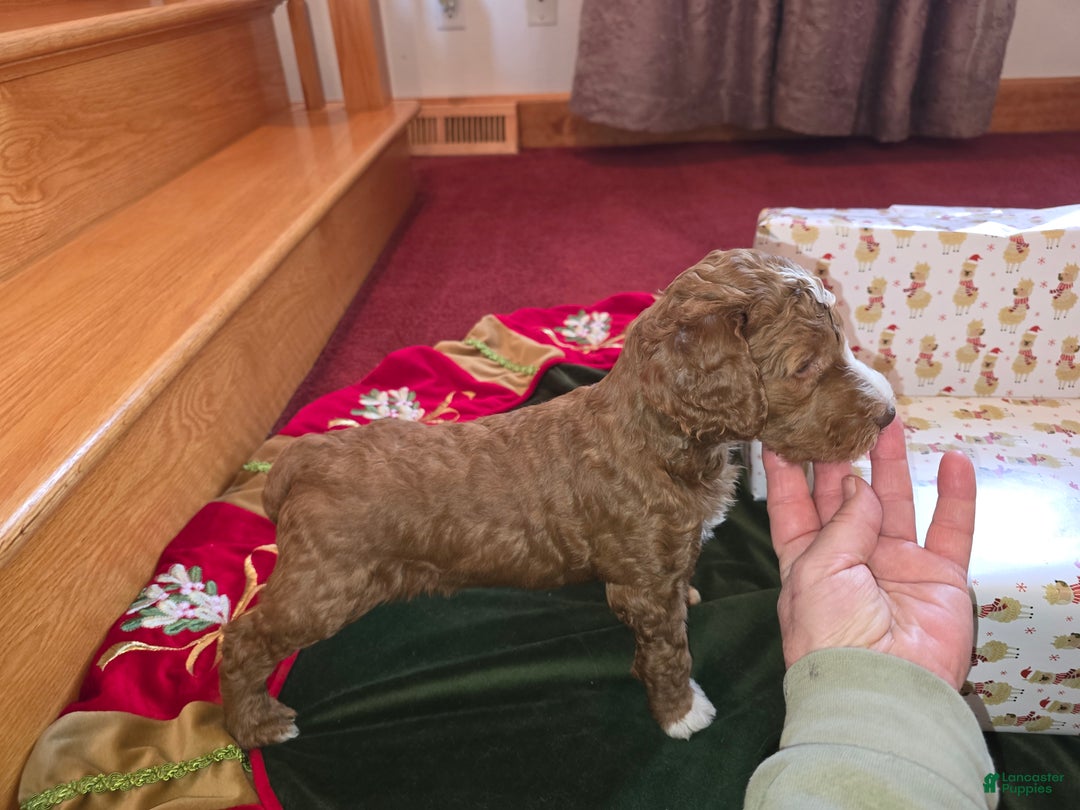 Standard Poodle dogs for sale: Hunter - Ad 3