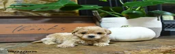 Maltipoo dogs for sale: Xolo - Ad 5
