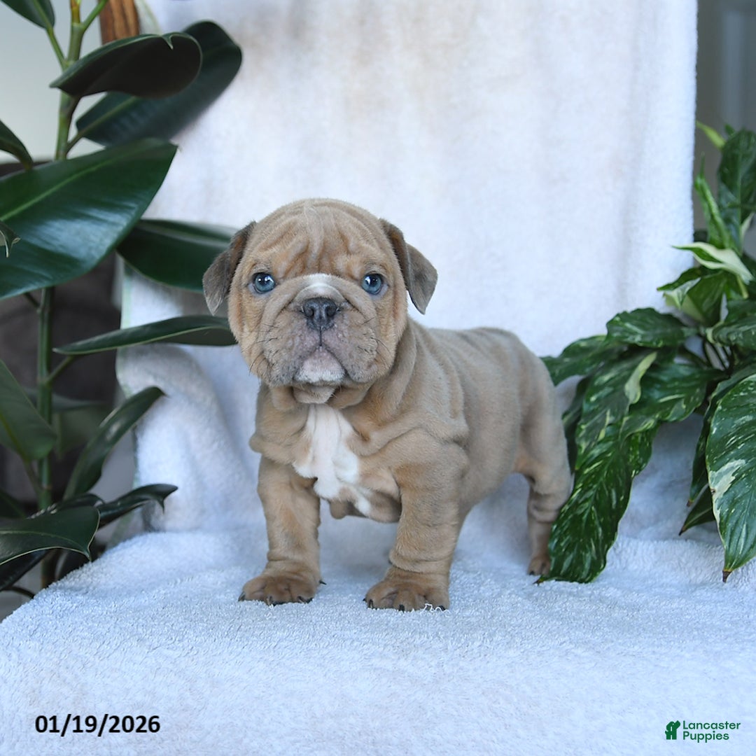 English Bulldog dogs for sale: Cupid - Ad 5